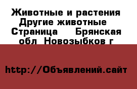 Животные и растения Другие животные - Страница 3 . Брянская обл.,Новозыбков г.